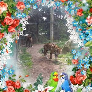 Meet your Posher, Kitsune